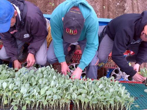 fx-transplanter (2)|fx-transplanter (4)|fx-transplanter (3)